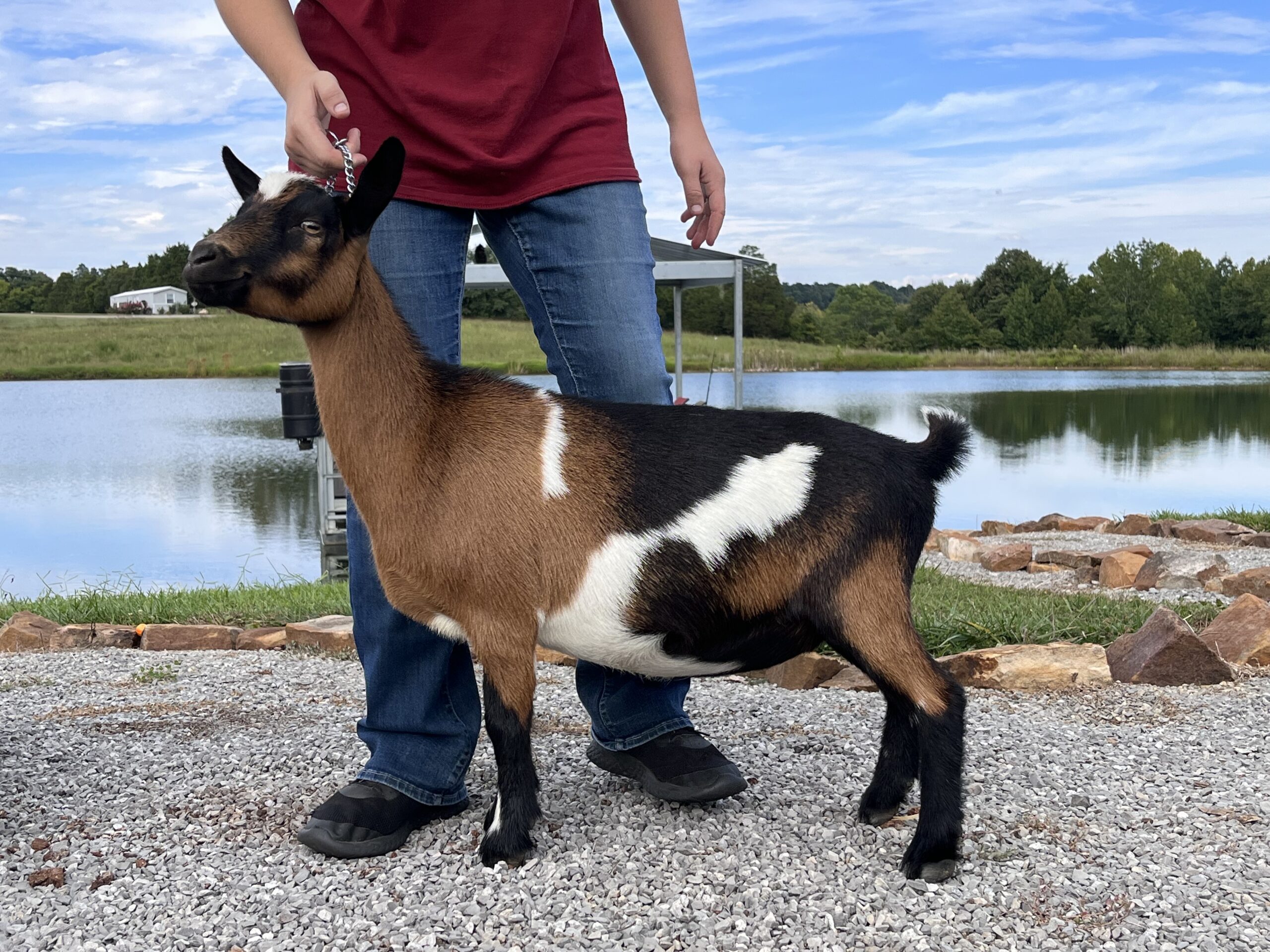 Harley, Dry yearling