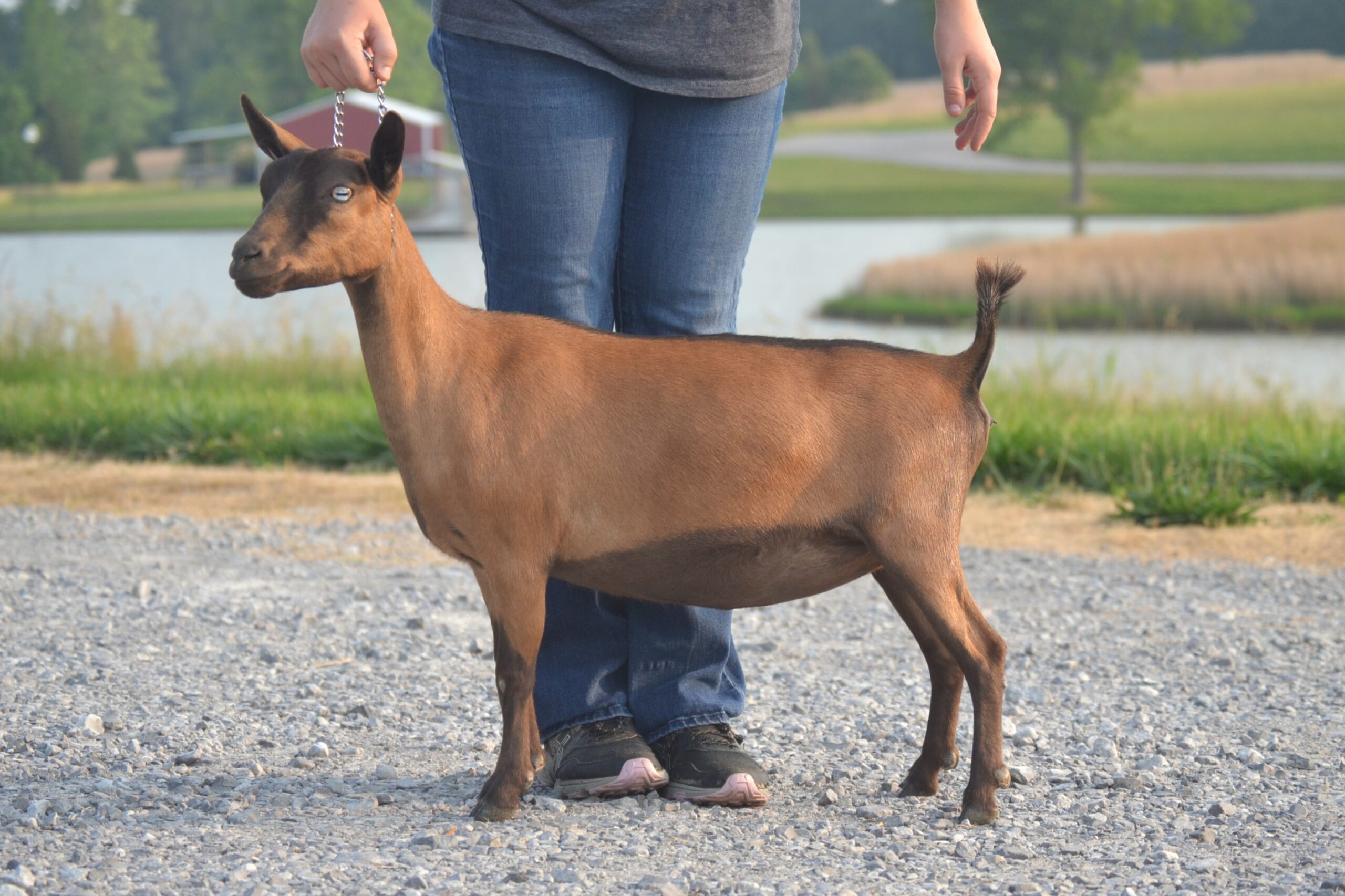 Dry Yearling Matilda