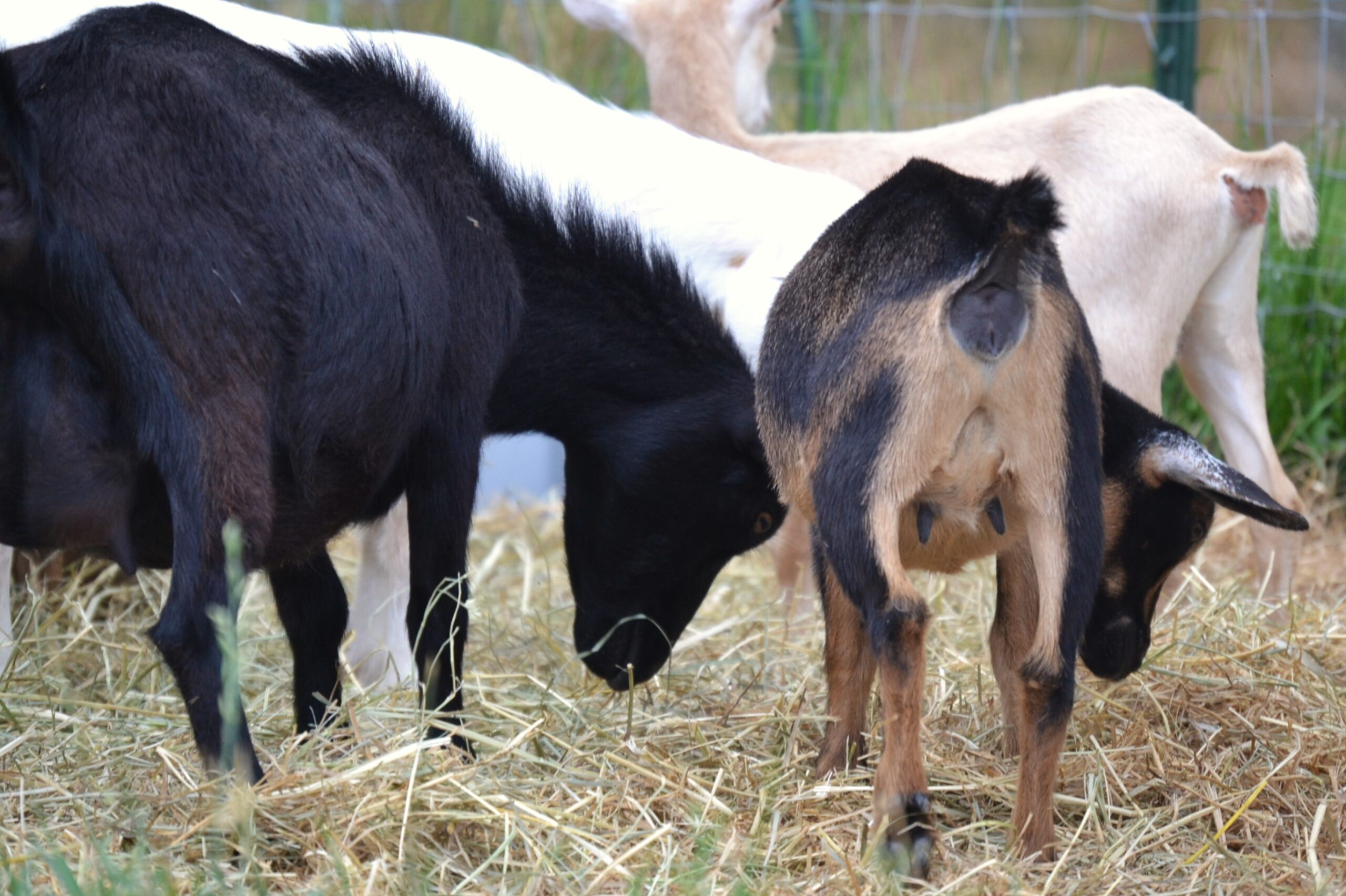 Vixen & her 2023 daughter Ruby