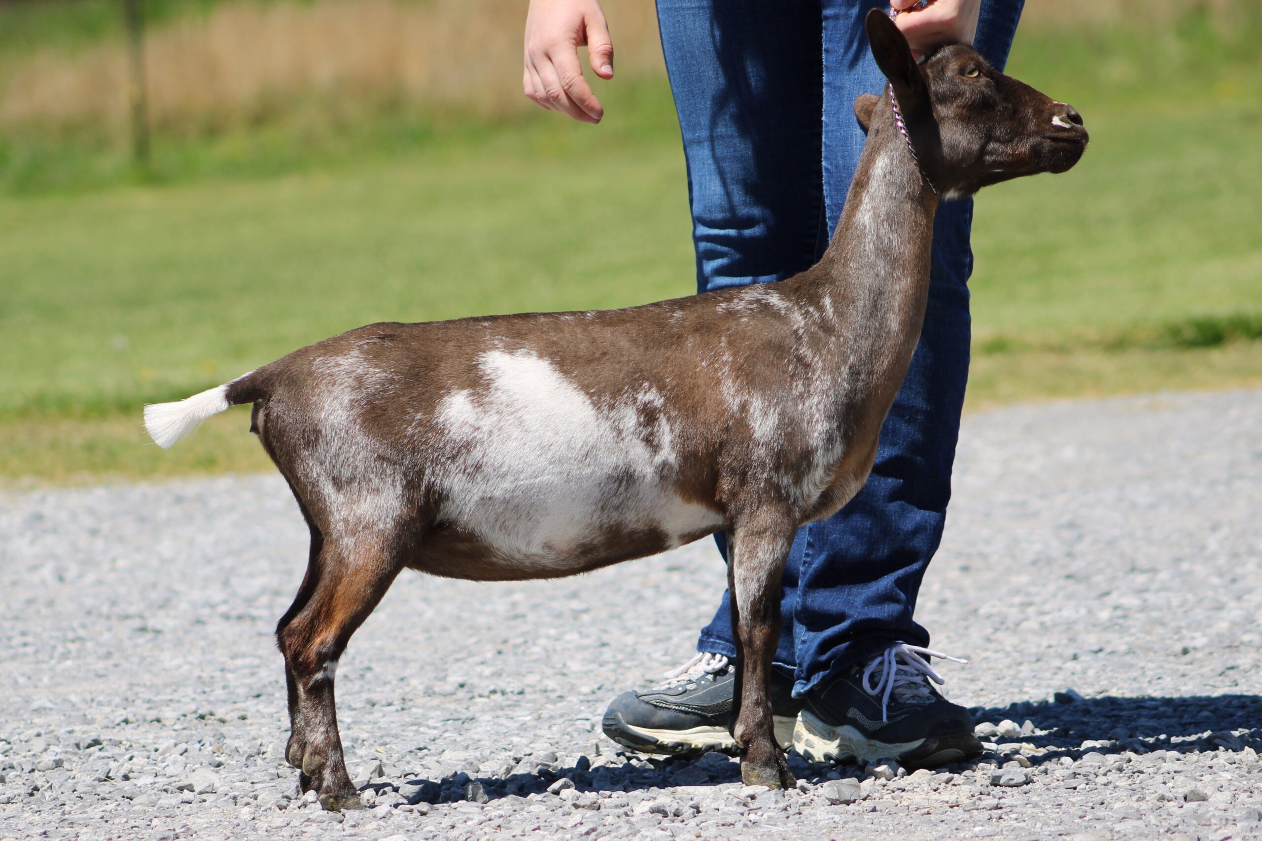 Dry Yearling