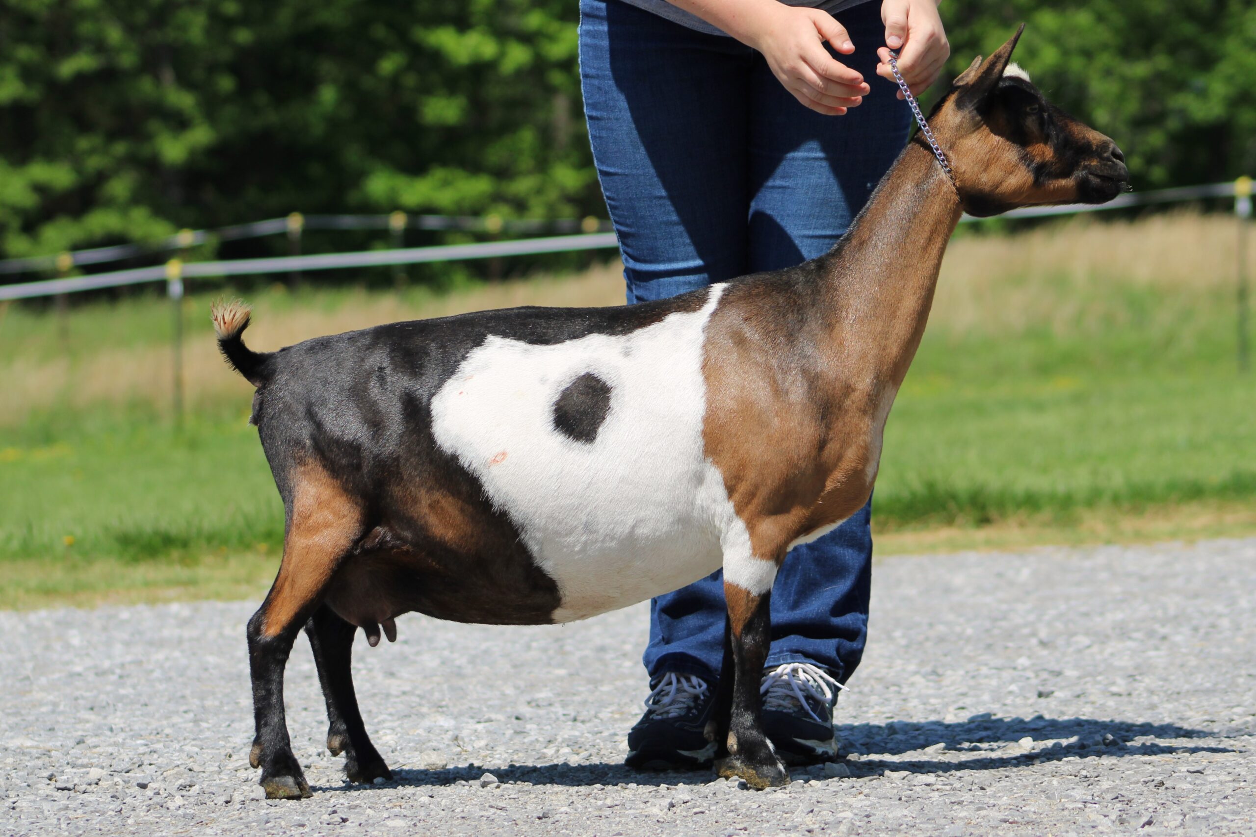 Harley, 3yo 1 week fresh, milked out