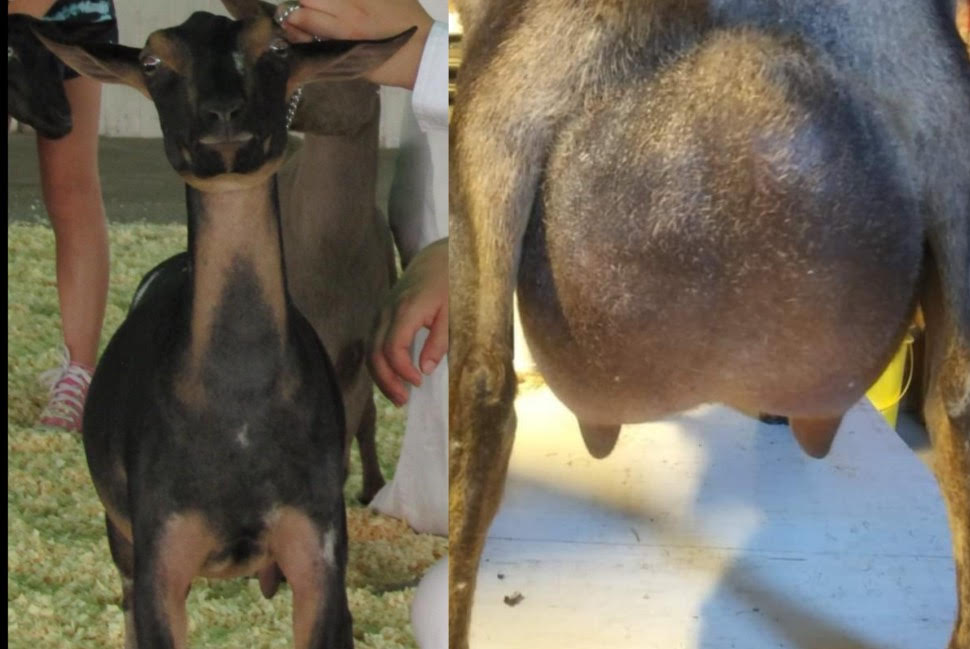 4F udder of Jazzy, PC Groovy Grunders Farm