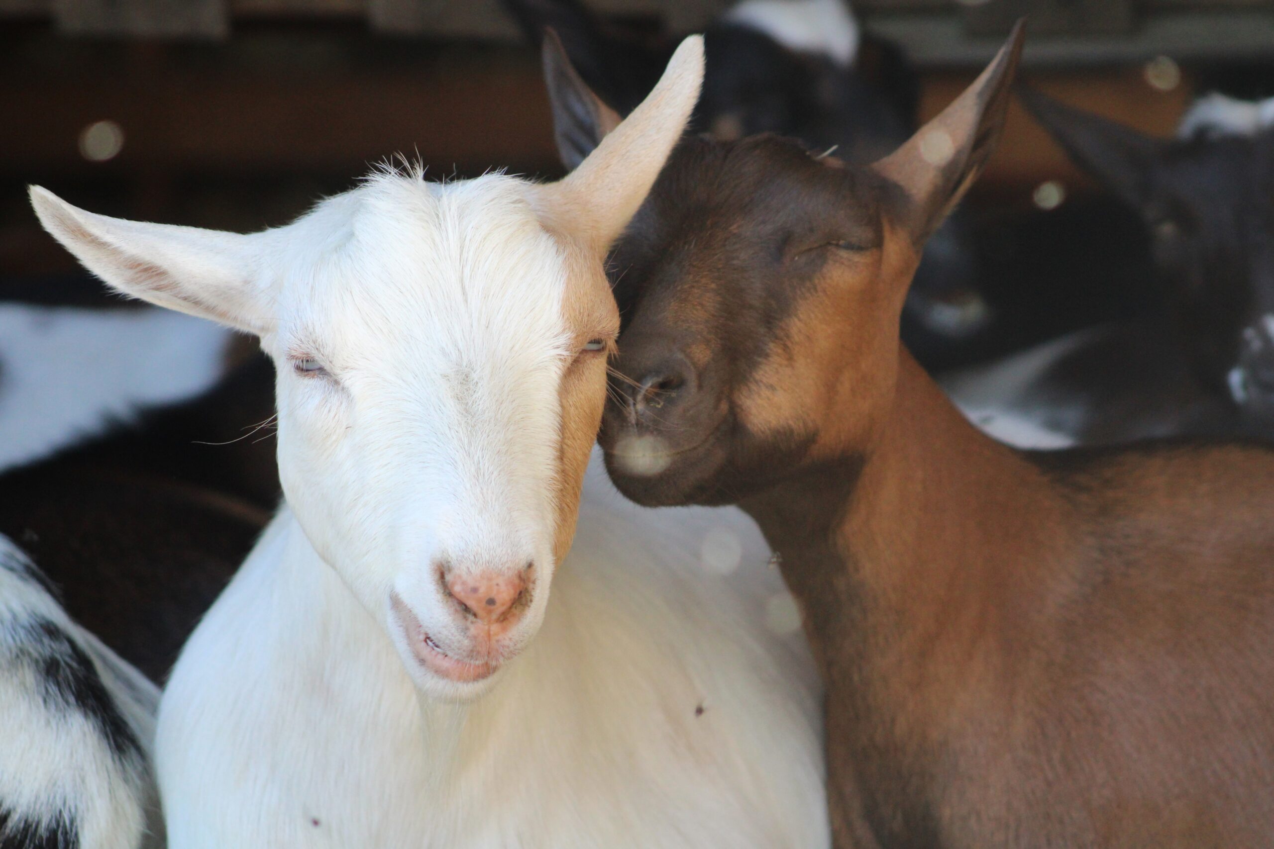 Tilly and her "man" Anakin (Bonded pair since they met as babies)